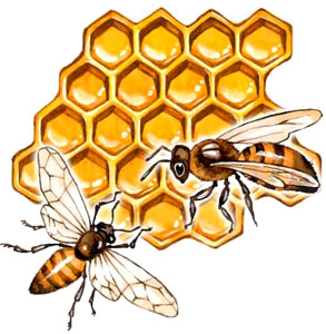 Трутневый гомогенат и перга