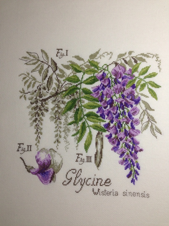 Глициния DFEA