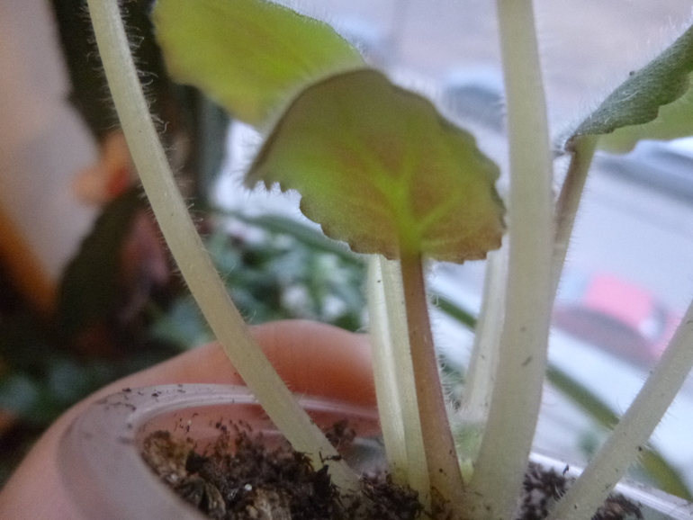 Что с листьями у фиалки?