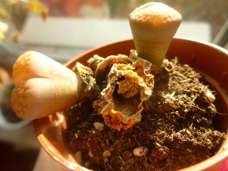 Подскажите по Литопсу