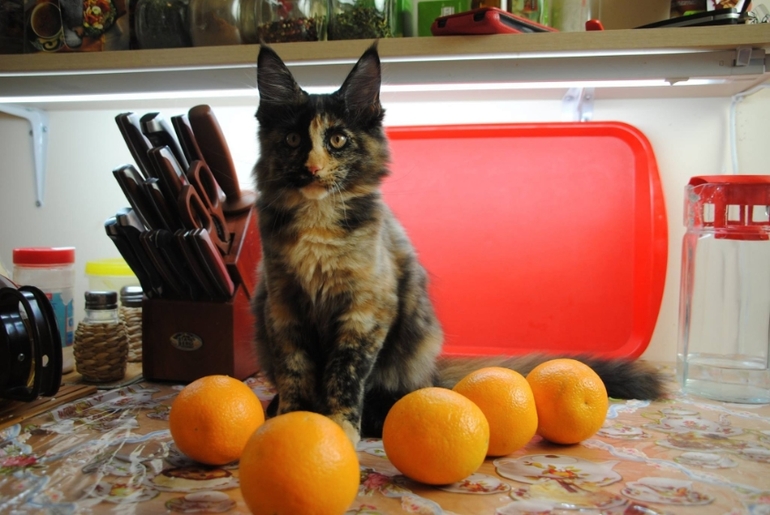 Котята менй-кун - мальчики и девочки