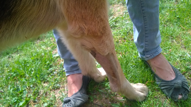 ЦЕНА ЖИЗНИ СОБАКИ - КУРИНЫЕ ЯЙЦА