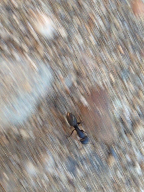 Ant!