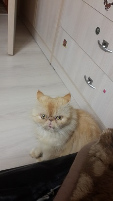 Гаждеты и девайсы для моих миграций