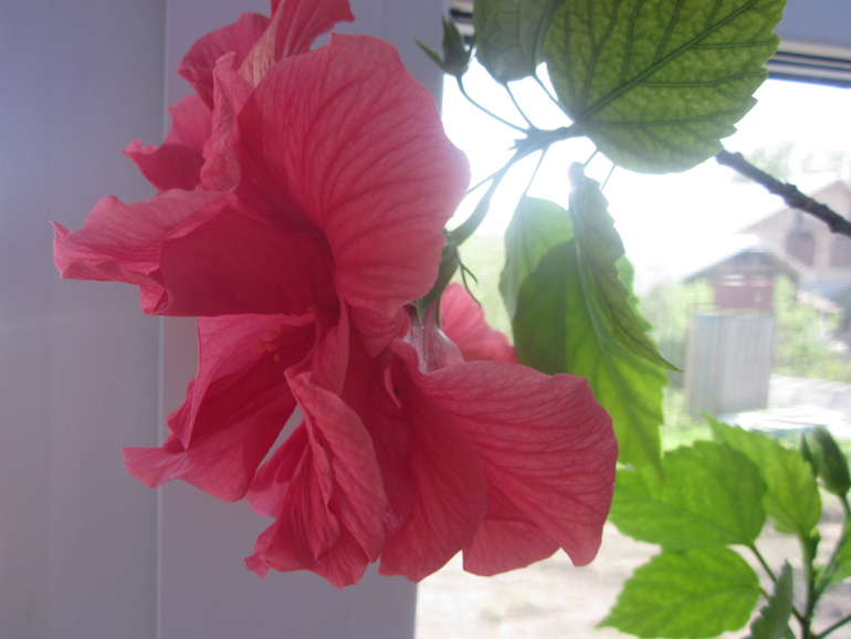 Мои домашние!