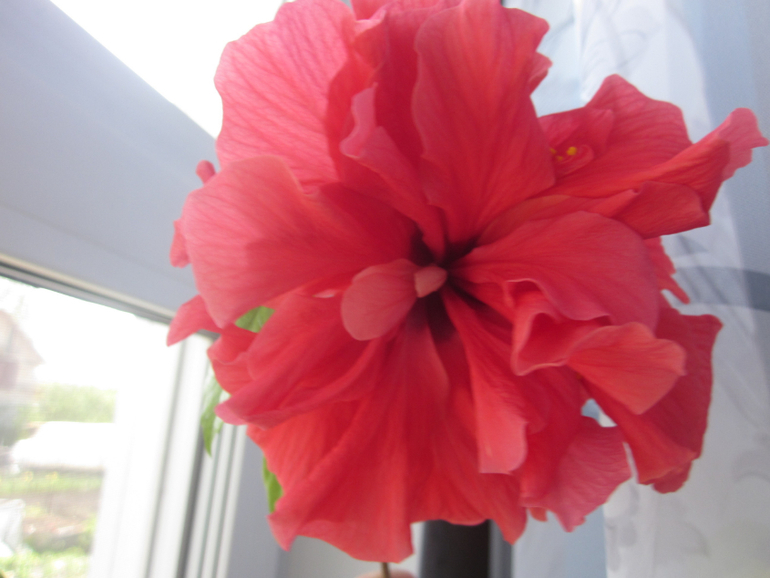 Мои домашние!