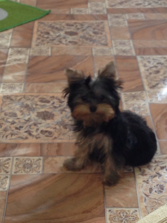 Щенок йорка девочка