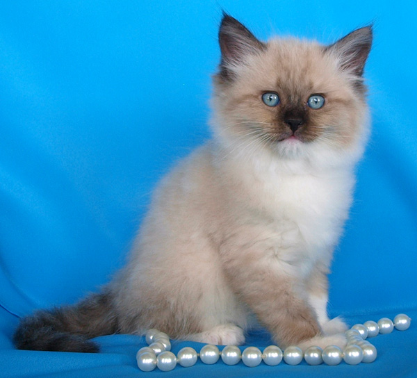 Моя любимая кошечка