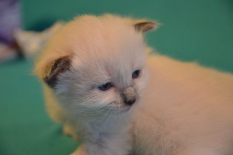 Наши малыши