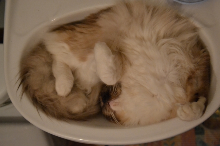 Моя любимая кошечка