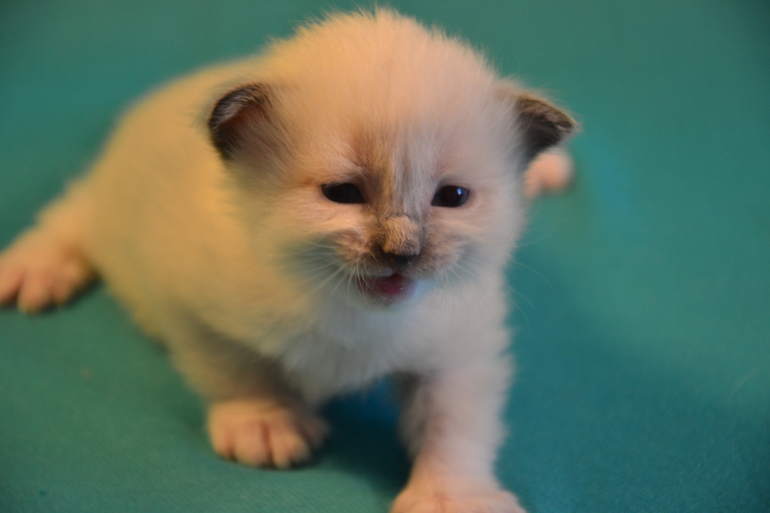 Наши малыши