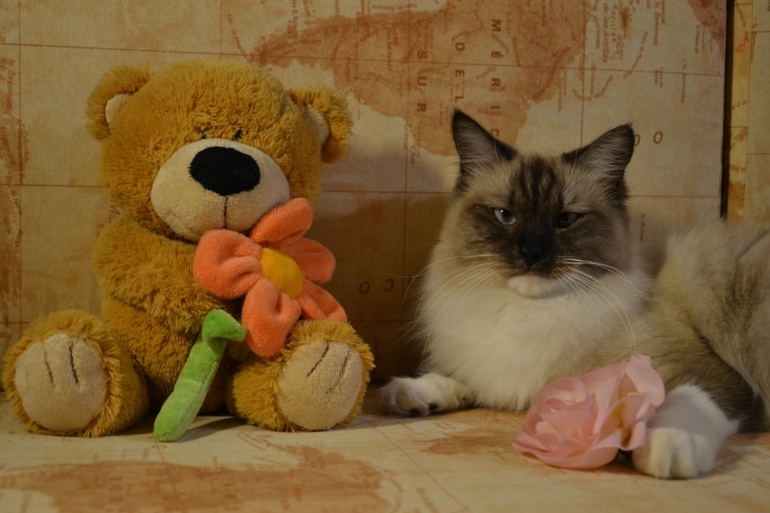 Моя любимая кошечка