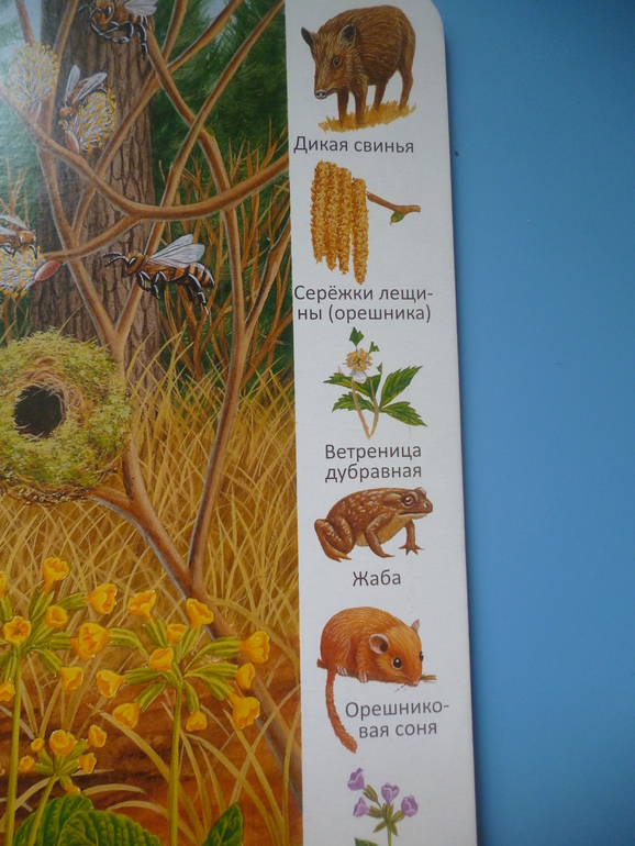 Первые книги малыша. Учим новые слова (бюджетные гляделки, много фото)