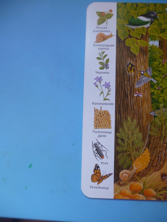 Первые книги малыша. Учим новые слова (бюджетные гляделки, много фото)