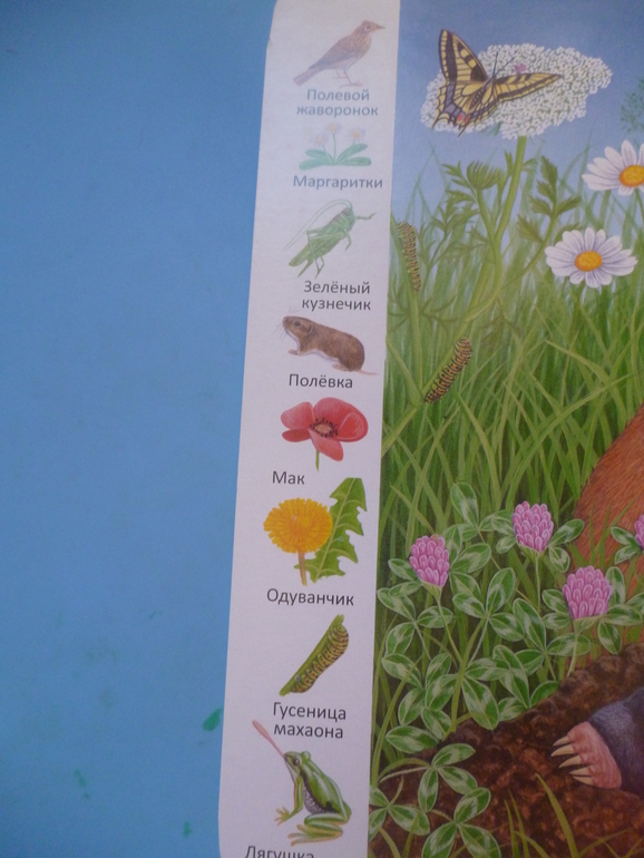 Первые книги малыша. Учим новые слова (бюджетные гляделки, много фото)