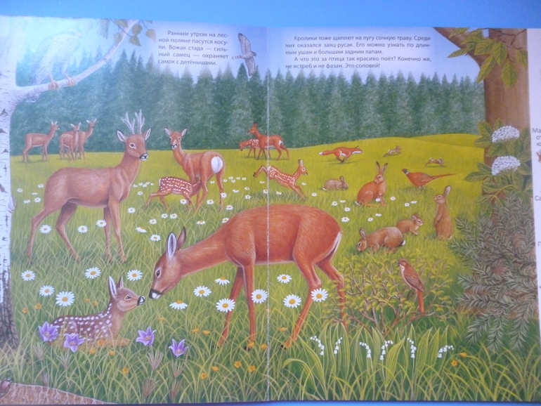 Первые книги малыша. Учим новые слова (бюджетные гляделки, много фото)