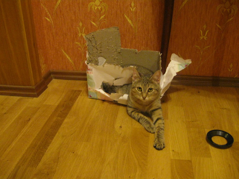 Кошачий вандализм или хозяйке на заметку