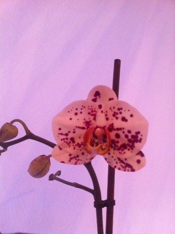 Девочка моя меня сегодня порадовала.....