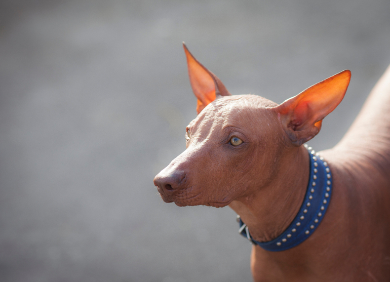 Мой маленький перуанец))