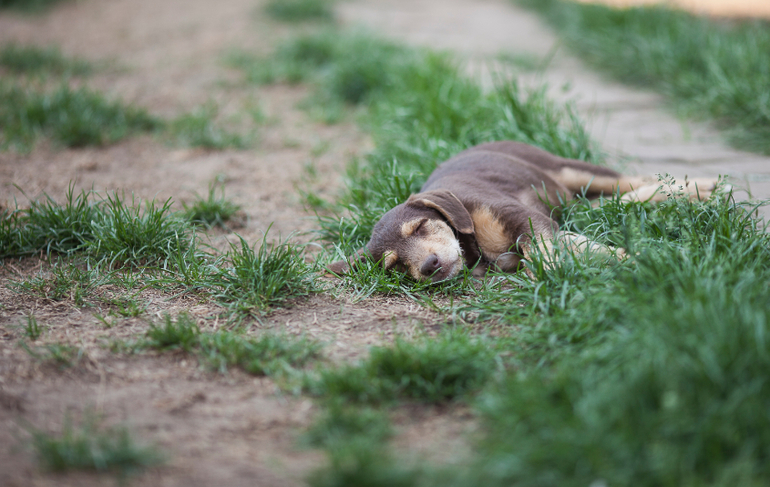 Бьюти Браун
