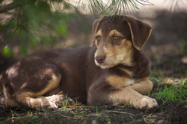 Бьюти Браун