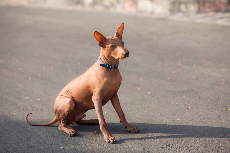 Мой маленький перуанец))