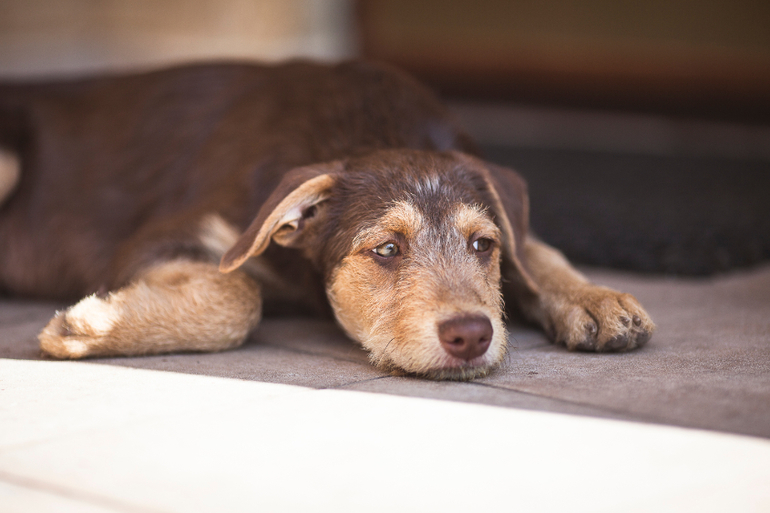 Пуховочка Бьюти Браун ждет своих родителей))