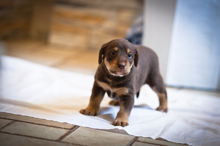 Пуховая шоколадка породы Ксолоитцкуинтли