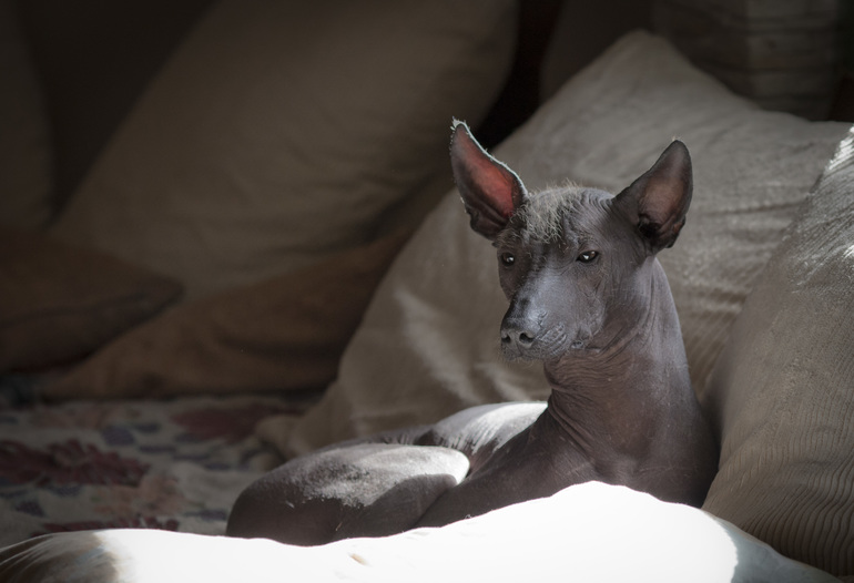 Армани на диване