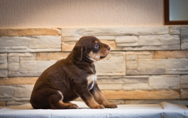 Пуховая шоколадка породы Ксолоитцкуинтли