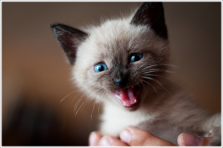 Котик по кличке Счастье