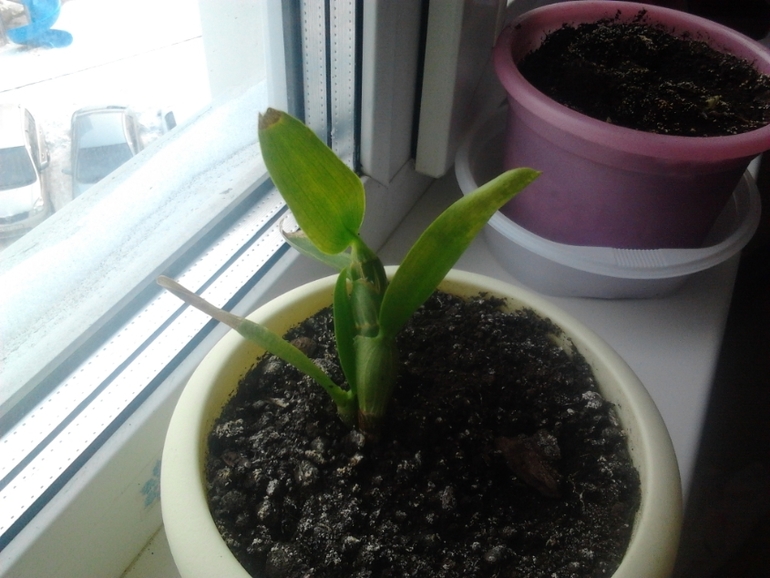 Цветоводы, хелп!