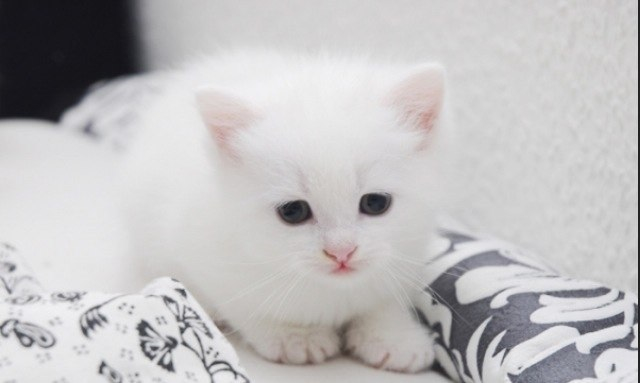 Кому котёнка?