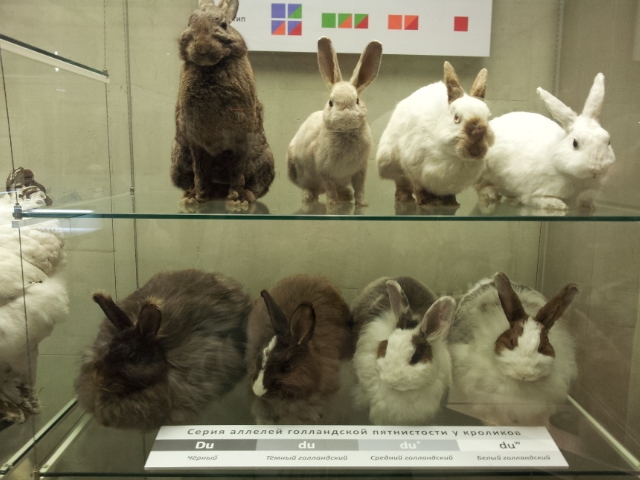 Музей Дарвина - мы там были - смотрите фото)))