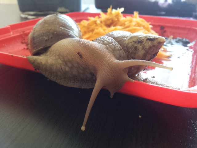 Ещё один питомец - Ахатина!!!вопрос внутри!!