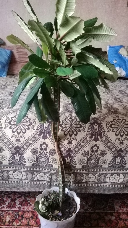 Чудо-юдо молочай