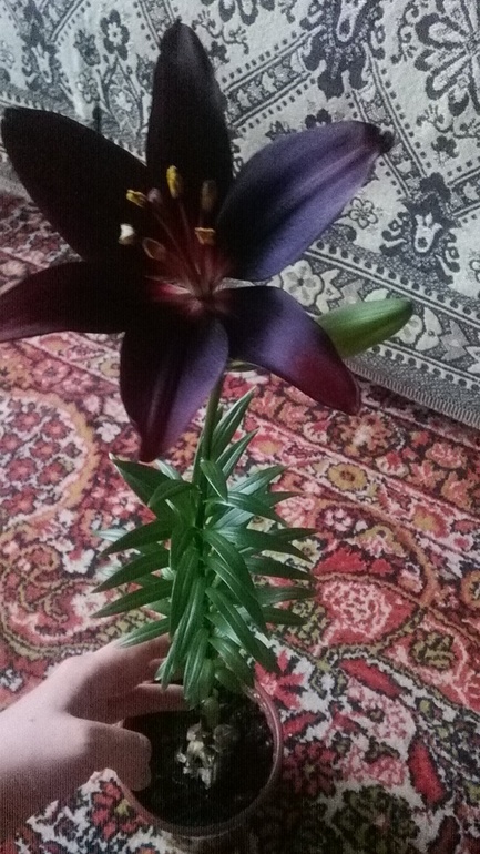 Долгожданное цветение лилии