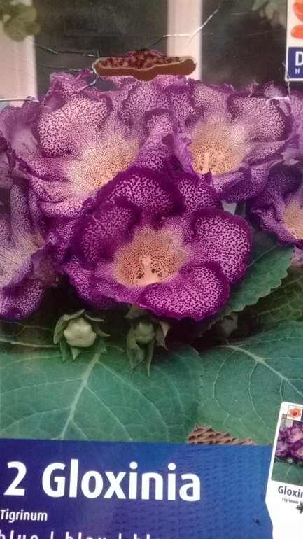 Прибавление (посадила глоксинию)