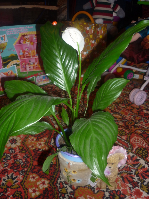 Расцвел спатифиллум