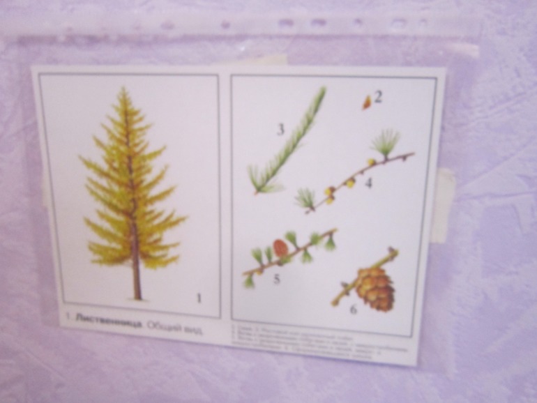 ТН Встречаем зиму. День 5. Зимние праздники