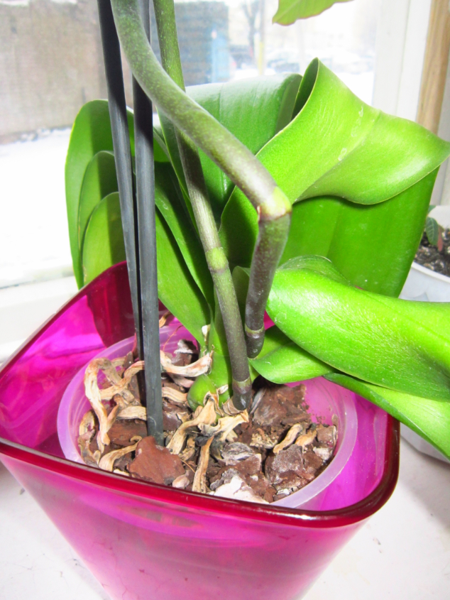 Помогите спасти орхидею!