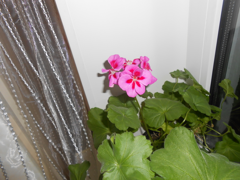 пеларгошки мои)