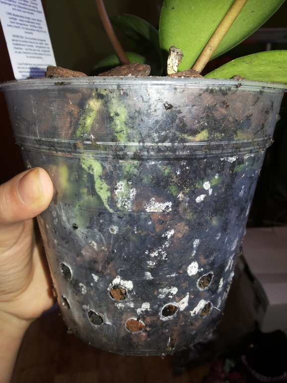 Все ли в порядке с цветульками?