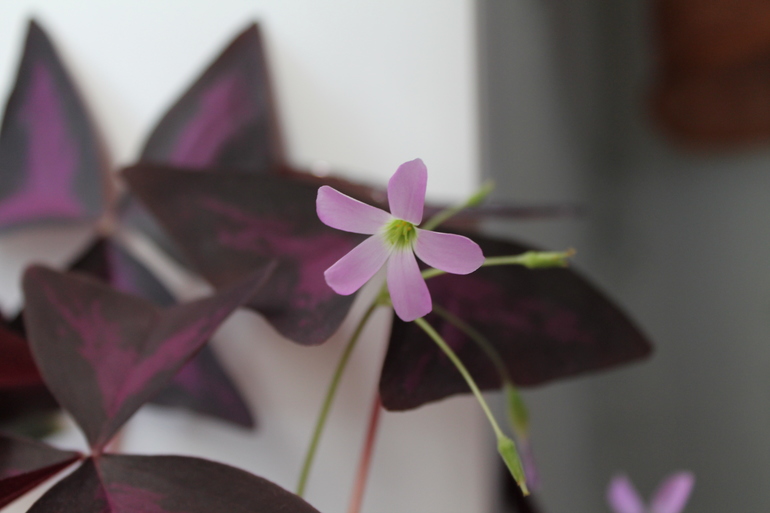 Мои растюхи