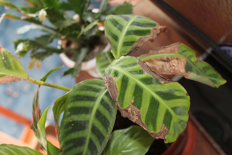 как быть с Гиппиком)))