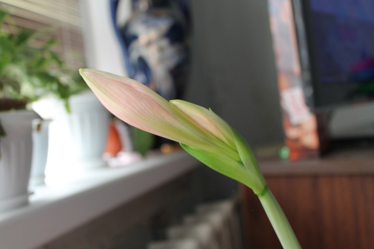 Маленько моих зелёных жителей.