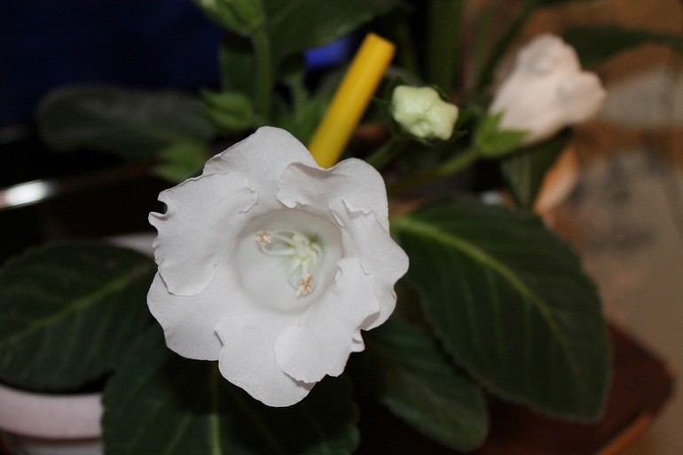 Маленько моих зелёных жителей.