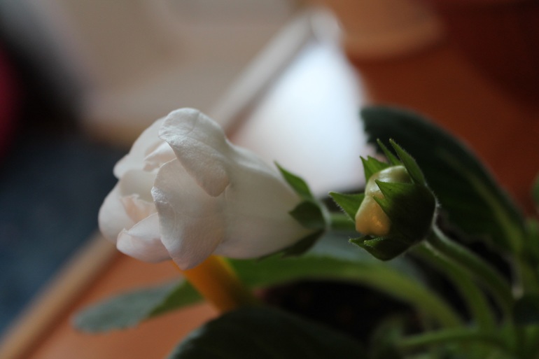 Маленько моих зелёных жителей.