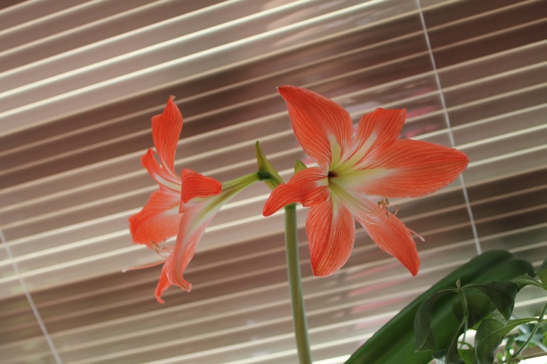 Маленько моих зелёных жителей.