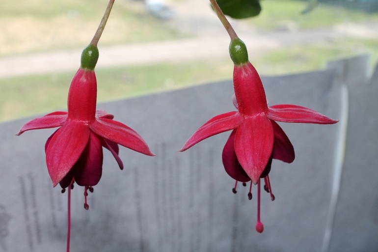 продолжают цвести...